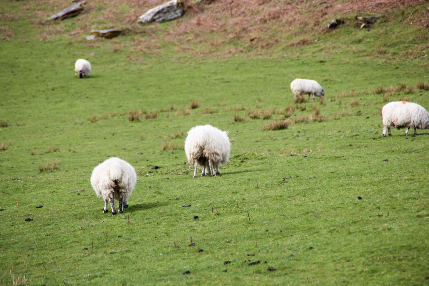 ireland sheep